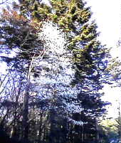 �Z�{�҂���