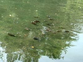 �V�j���̂�������