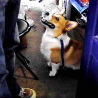 �P�O�N�V��