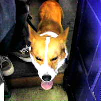 �P�O�N�V��