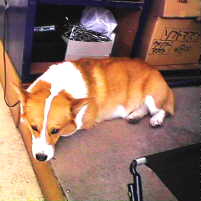 ���ꂩ�V��ł���Ȃ�����